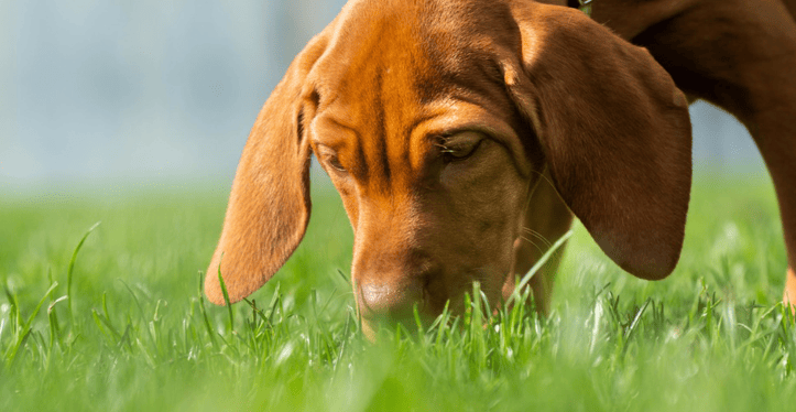 pet spring allergies leadon vale vets
