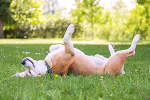 Leadon vale vets Essential Summer Safety Tips