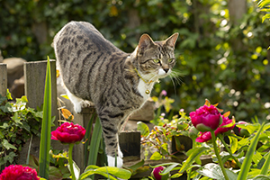 young tabby cat playing in a garden