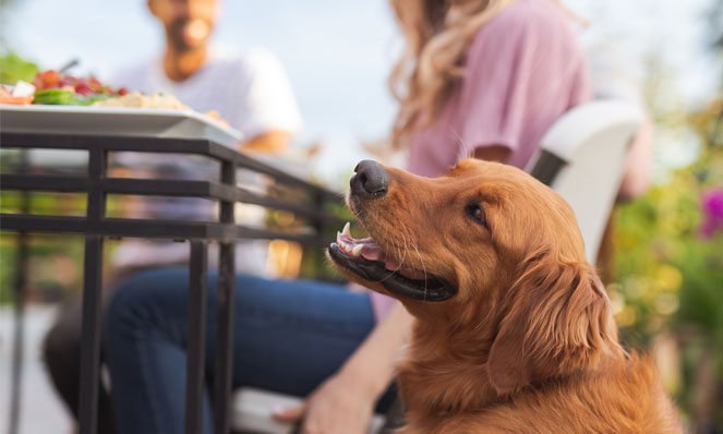 golden retriever at side of table
