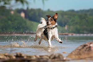 Russell Terrier running in the water