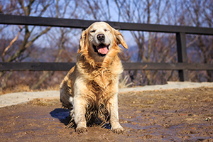 Dirty dog sitting in mud