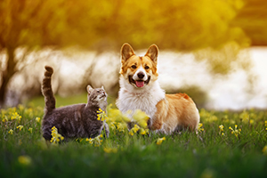 corgi dog and a tabby cat sitting together