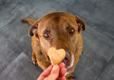 chocolate poisoning in dogs