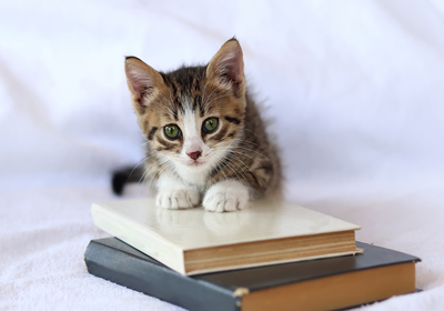pet inspired characters for world book day