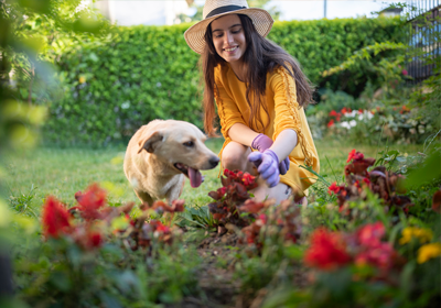 poisonous plants for pets