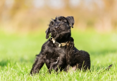 common allergies in dogs and how to reduce itching