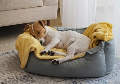 separation anxiety in dogs and how to help them
