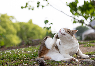common cat allergies and symptoms