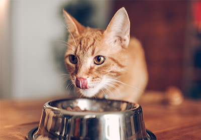 should i give my cat wet or dry food