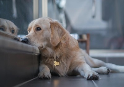 How stress and anxiety can affect your pets health