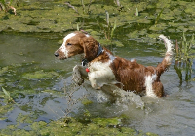 dangers of blue-green algae for dogs when walking them