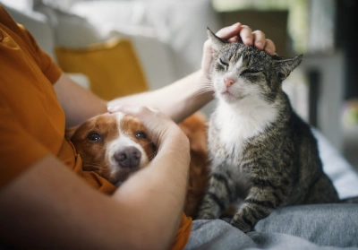 tips on looking after a senior pet