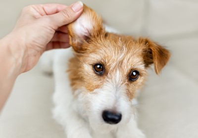 safe pet ear care