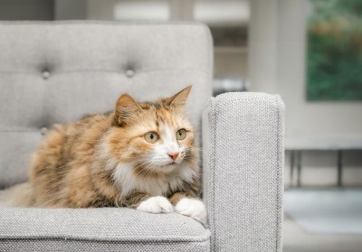 tips for calming your anxious dog or cat