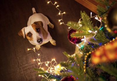 dog next to Christmas tree