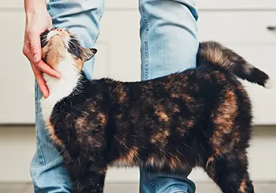 Jungle bell cat collars