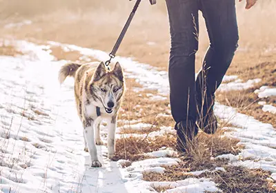 Festive foods for pets do's and dont's