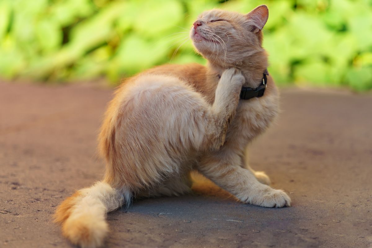 flea treatment for cats