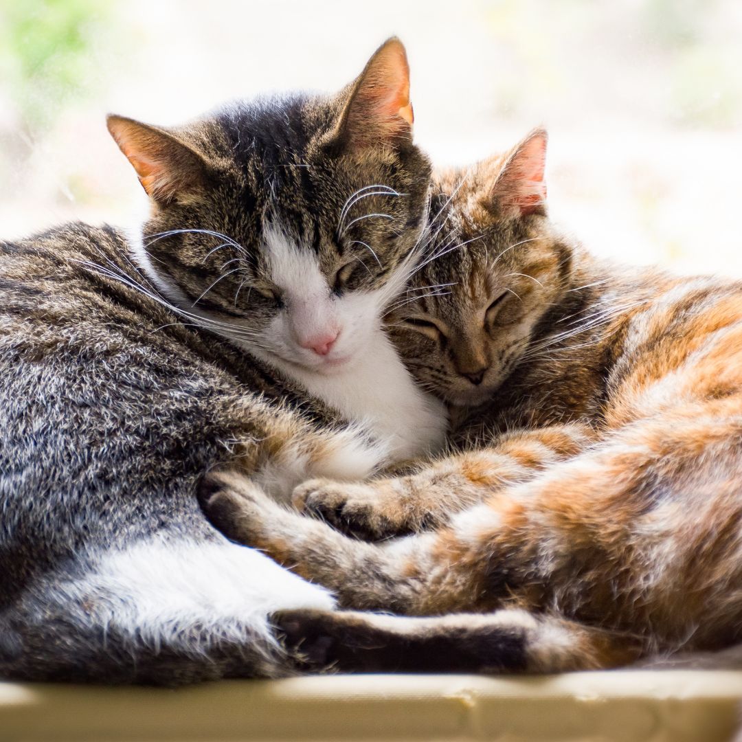 fleas in cats