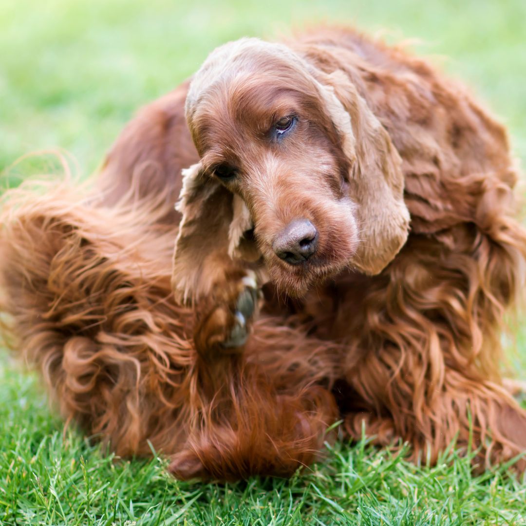 fleas in dogs