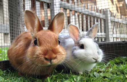 /leadon-vale-services/vaccinations/rabbit-vaccinations