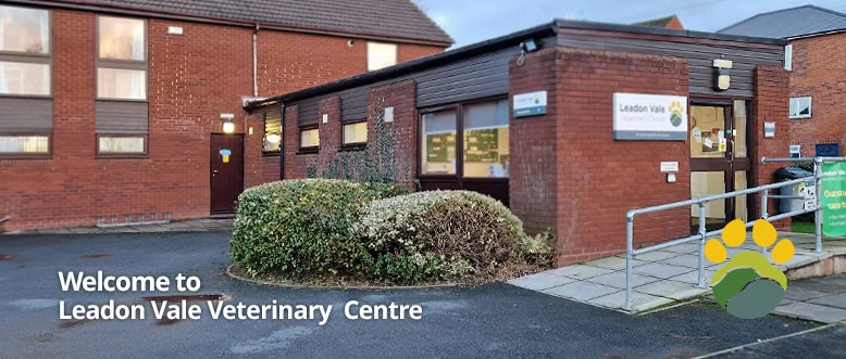 Shockwave Therapy For Pets | Referral Services | Leadon Vale Vets