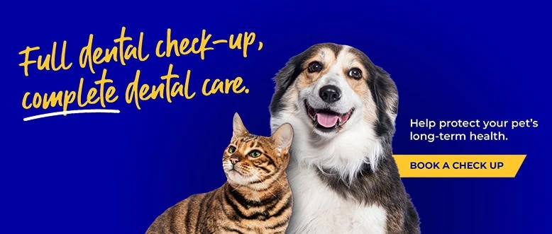 Ledbury Vets | Vets Near Me | Leadon Vale Veterinary Centre