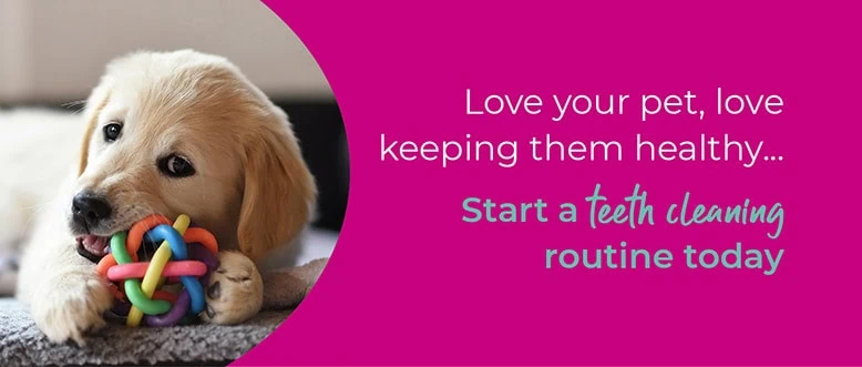 Dog Dental Care | Leadon Vale Veterinary Centre