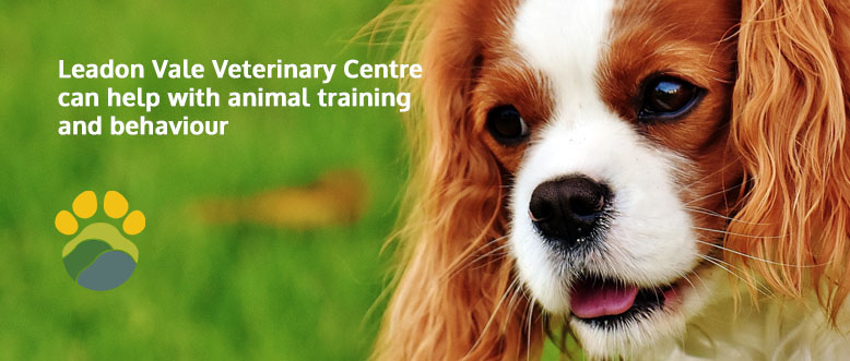 Pet Behavioural Problems | Leadon Vale Veterinary Centre