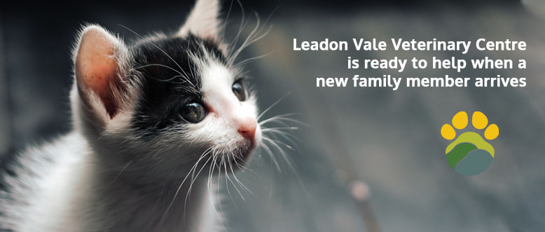Getting A New Pet | Leadon Vale Veterinary Centre 