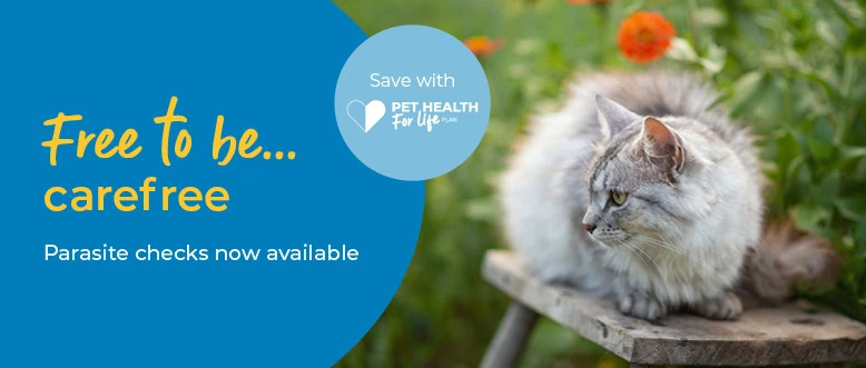 Flea & Worm Treatment in Ledbury | Leadon Vale Veterinary Centre