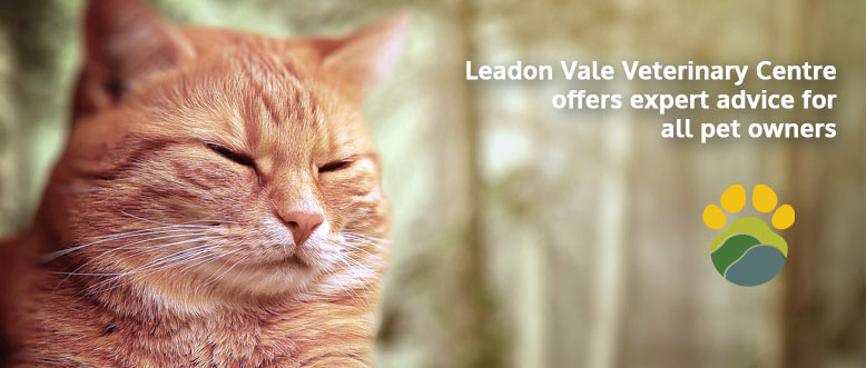 Pet Care Advice | Leadon Vale Veterinary Centre 