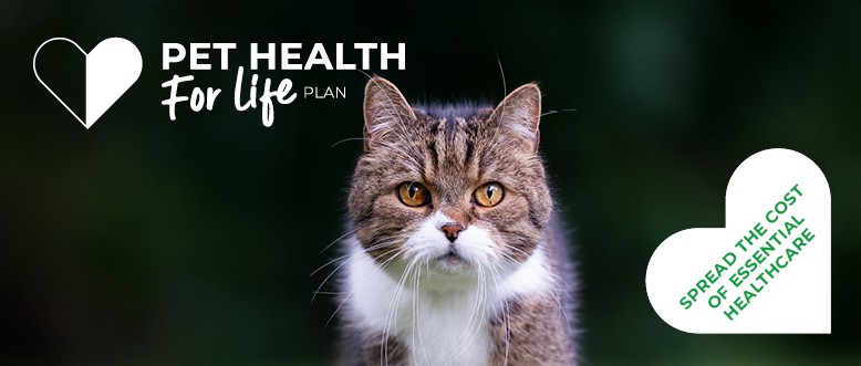 Cat Pet Health for Life Plan | Leadon Vale Veterinary Centre