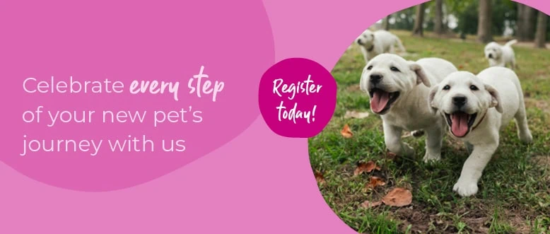 Start of Life for Your Puppy or Kitten