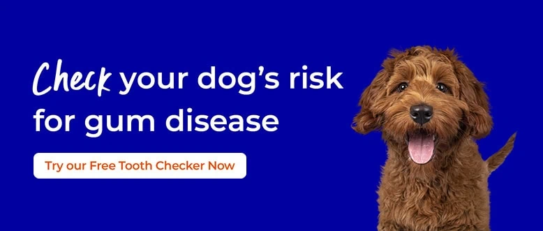 Pet Oral Health | Leadon Vale Veterinary Centre