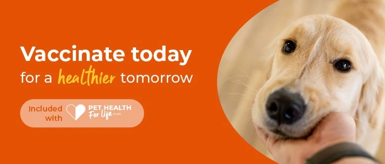 Puppy Vaccinations | Dog Jabs | Leadon Vale Veterinary Centre