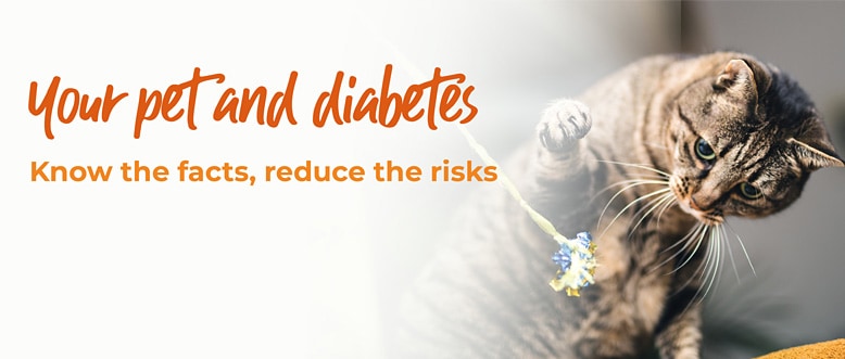 Your Pet and Diabetes