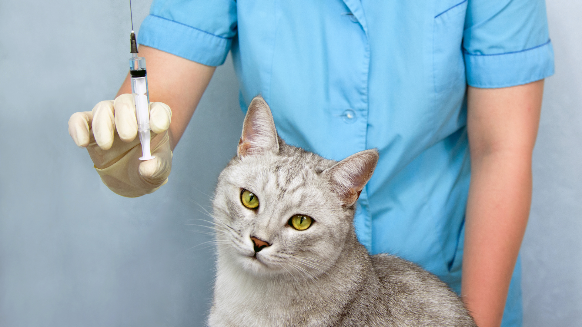 Kitten Vaccinations at Leadon Vale Vets