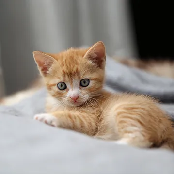 Kitten ready to be vaccinated at Leadon Vale Vet Centre
