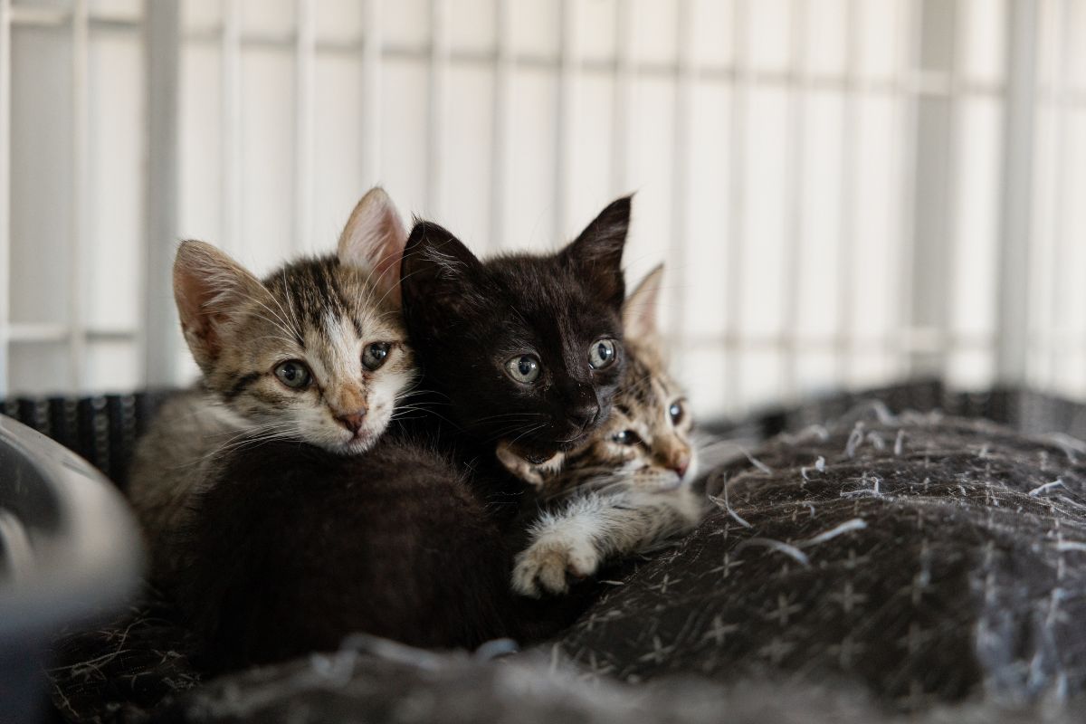 injections for kittens