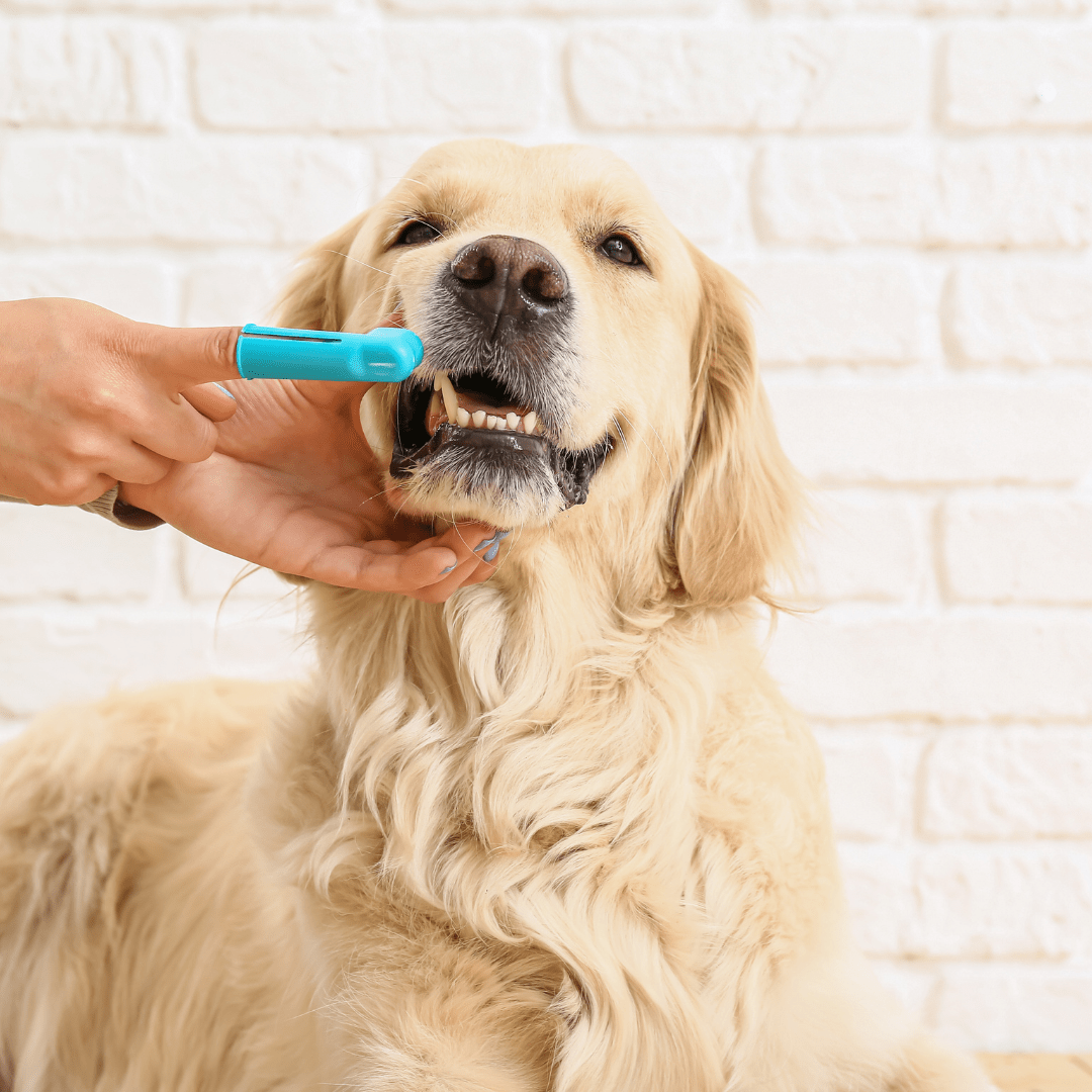 pet_oral_health_leadon_vale_vets.png