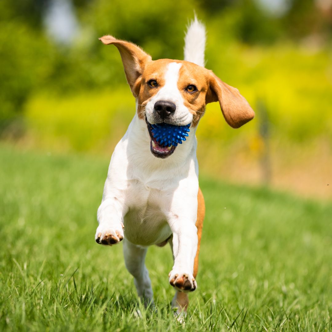 worms in dogs