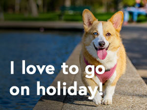 taking your dog on holiday