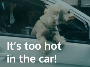 hot-cars-pets