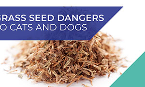 grass-seeds-dangers-dogs