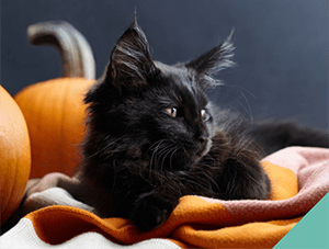 halloween-awareness-pets