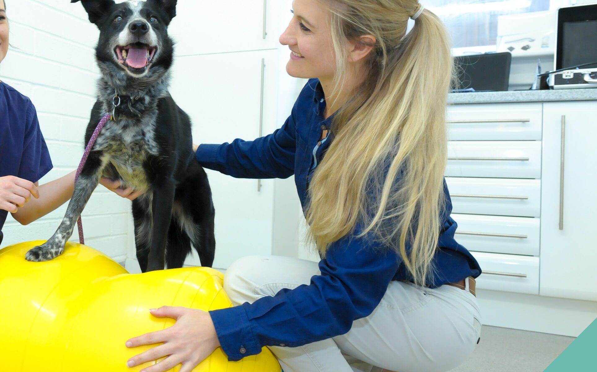 Senior Pets - Physiotherapy