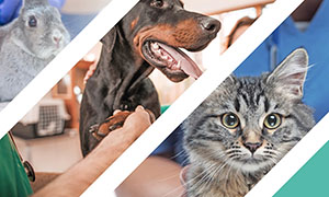 world-veterinry-day