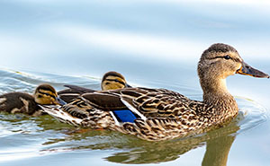 advice-injured-wildlife